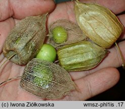 Physalis longifolia