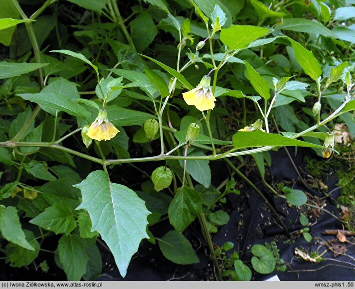 Physalis longifolia var. subglabrata