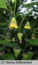 Physalis longifolia var. subglabrata