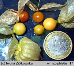 Physalis longifolia var. subglabrata