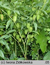 Physalis longifolia