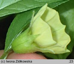 Physalis longifolia