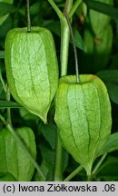 Physalis longifolia