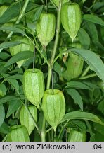 Physalis longifolia