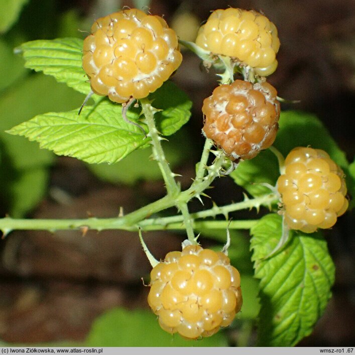 Rubus occidentalis var. flava