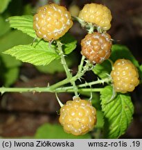 Rubus occidentalis var. flava