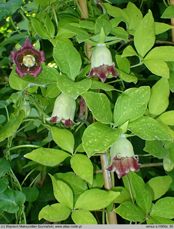 Codonopsis lanceolata (dzwonkowiec koreański)