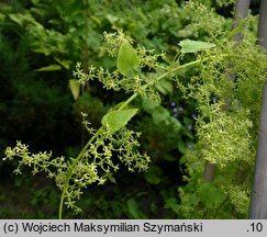 Hablitzia tamnoides (szpinak kaukaski)