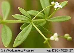 Galium trifidum (przytulia trójdzielna)