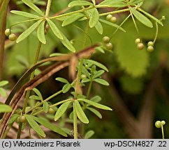 Galium trifidum (przytulia trójdzielna)