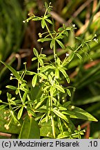 Galium trifidum (przytulia trójdzielna)