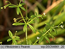 Galium trifidum (przytulia trójdzielna)