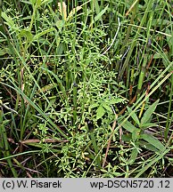 Galium trifidum (przytulia trójdzielna)