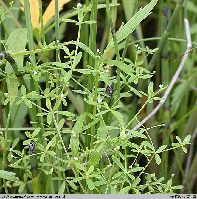 Galium trifidum (przytulia trójdzielna)