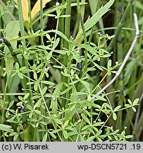 Galium trifidum (przytulia trójdzielna)