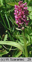 Dactylorhiza incarnata ssp. incarnata (kukułka krwista typowa)