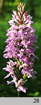 Dactylorhiza fuchsii (kukułka Fuchsa)