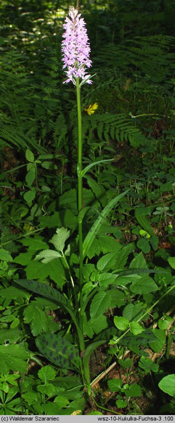 Dactylorhiza fuchsii (kukułka Fuchsa)