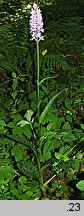 Dactylorhiza fuchsii (kukułka Fuchsa)