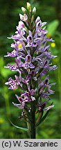 Dactylorhiza fuchsii (kukułka Fuchsa)