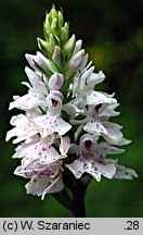 Dactylorhiza fuchsii (kukułka Fuchsa)