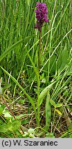 Dactylorhiza baltica (kukułka bałtycka)