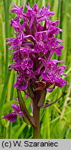 Dactylorhiza baltica (kukułka bałtycka)