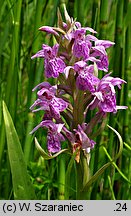 Dactylorhiza baltica (kukułka bałtycka)