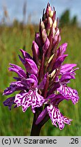 Dactylorhiza maculata ssp. maculata (kukułka plamista typowa)