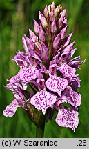 Dactylorhiza maculata ssp. maculata (kukułka plamista typowa)