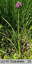 Dactylorhiza maculata ssp. maculata (kukułka plamista typowa)