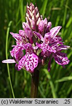 Dactylorhiza maculata ssp. maculata (kukułka plamista typowa)