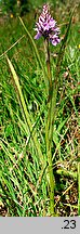 Dactylorhiza maculata ssp. maculata (kukułka plamista typowa)