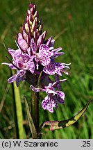 Dactylorhiza maculata ssp. maculata (kukułka plamista typowa)