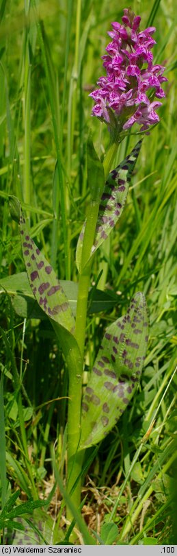 Dactylorhiza majalis (kukułka szerokolistna typowa)