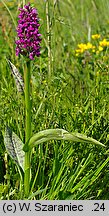 Dactylorhiza majalis (kukułka szerokolistna typowa)