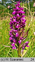 Dactylorhiza praetermissa (kukułka zaniedbana)