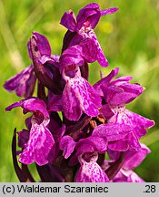 Dactylorhiza praetermissa (kukułka zaniedbana)