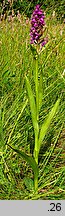 Dactylorhiza praetermissa (kukułka zaniedbana)