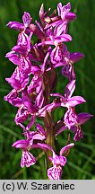 Dactylorhiza ×aschersioniana