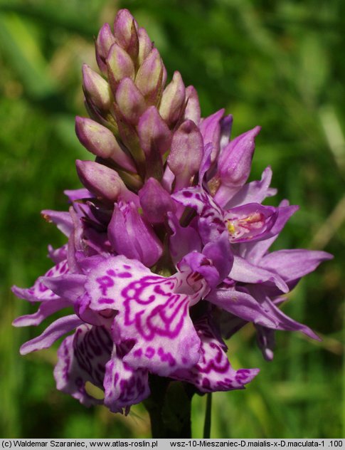 Dactylorhiza ×braunii