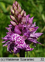 Dactylorhiza ×braunii