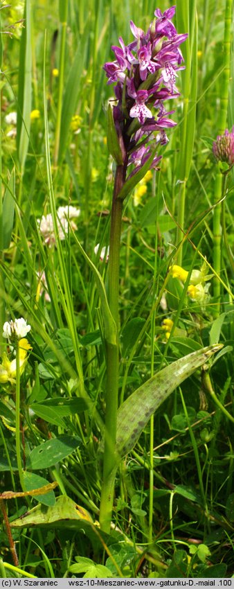 Dactylorhiza majalis (kukułka szerokolistna typowa)