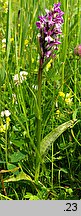 Dactylorhiza majalis (kukułka szerokolistna typowa)