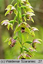 Epipactis helleborine (kruszczyk szerokolistny)