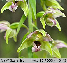 Epipactis helleborine s.str. (kruszczyk szerokolistny)