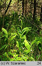 Epipactis helleborine s.str. (kruszczyk szerokolistny)