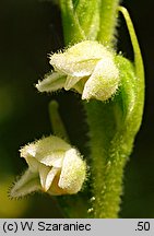 Goodyera repens (tajęża jednostronna)