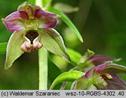 Epipactis helleborine (kruszczyk szerokolistny)