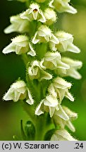 Goodyera repens (tajęża jednostronna)